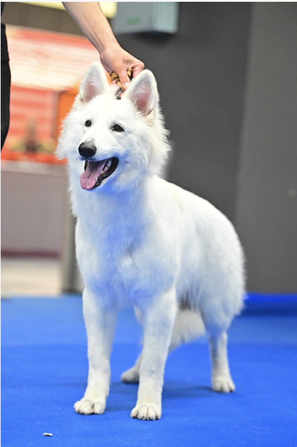 ครอก ภาพถ่ายผู้ใหญ่ 2