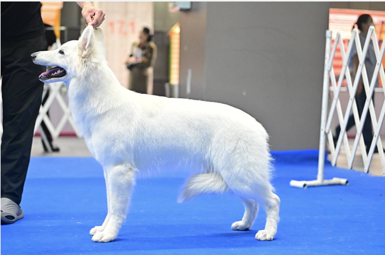 ครอก ภาพถ่ายผู้ใหญ่ 3