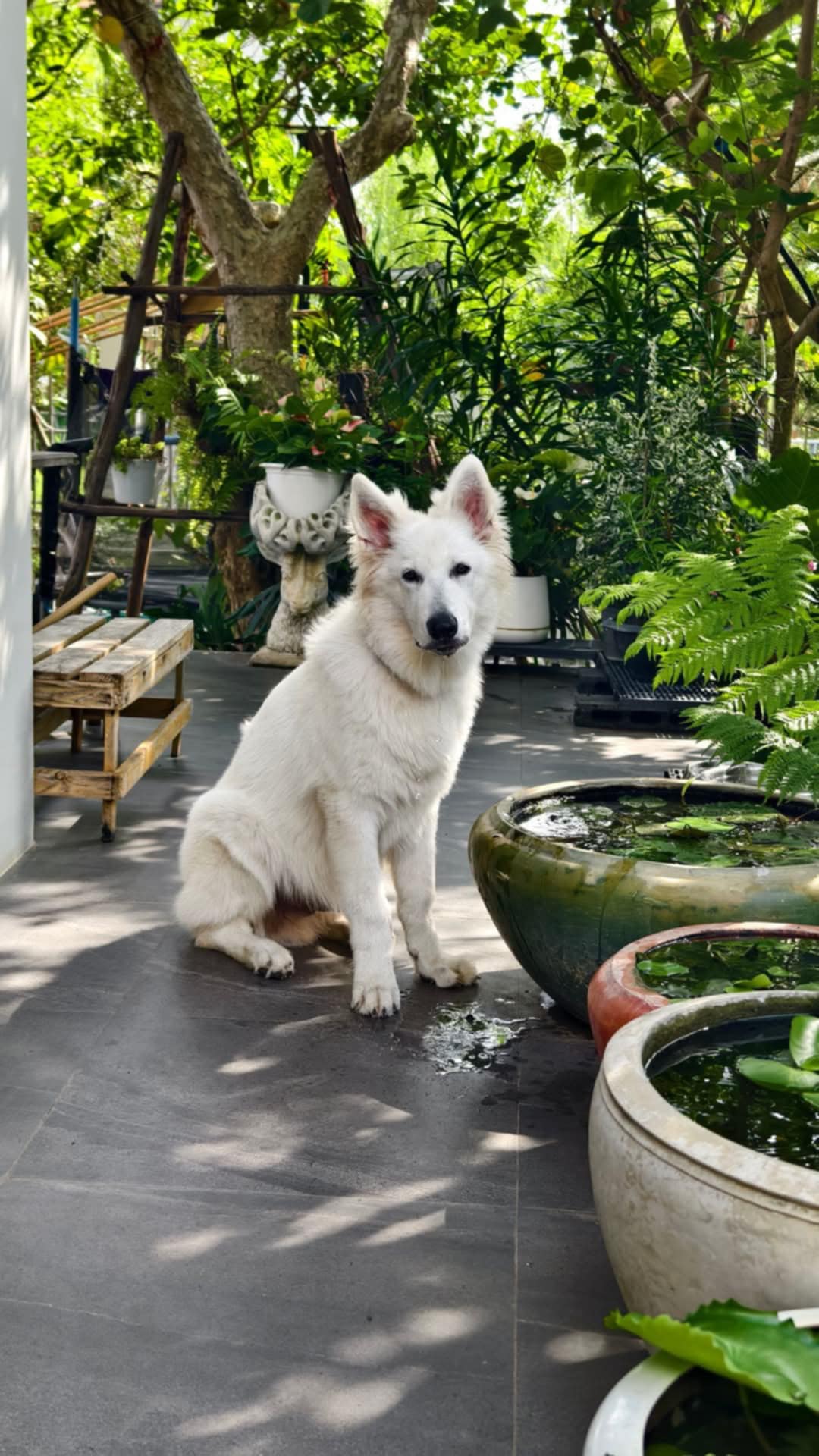 ครอก ภาพถ่ายผู้ใหญ่ 4