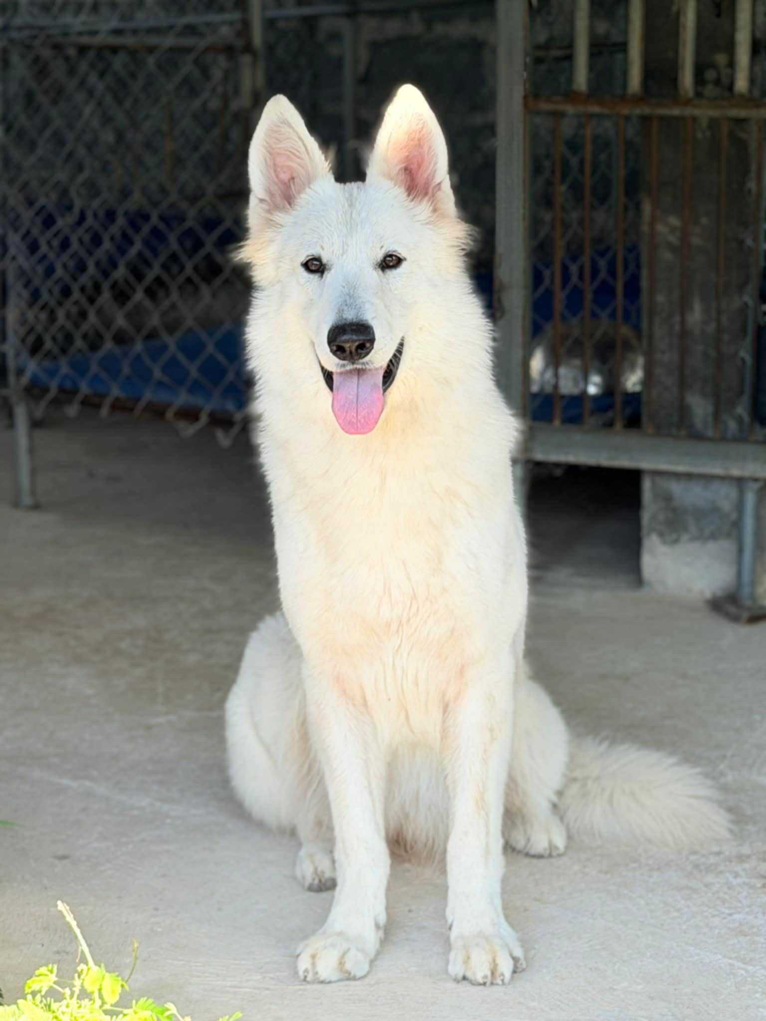 ครอก ตัวเต็มวัยสีแดง