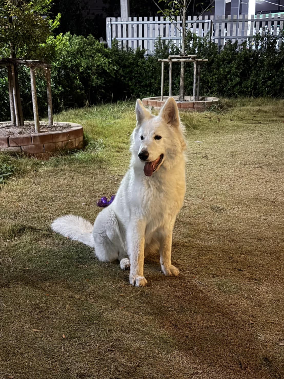 ครอก ผู้ใหญ่สีเหลือง