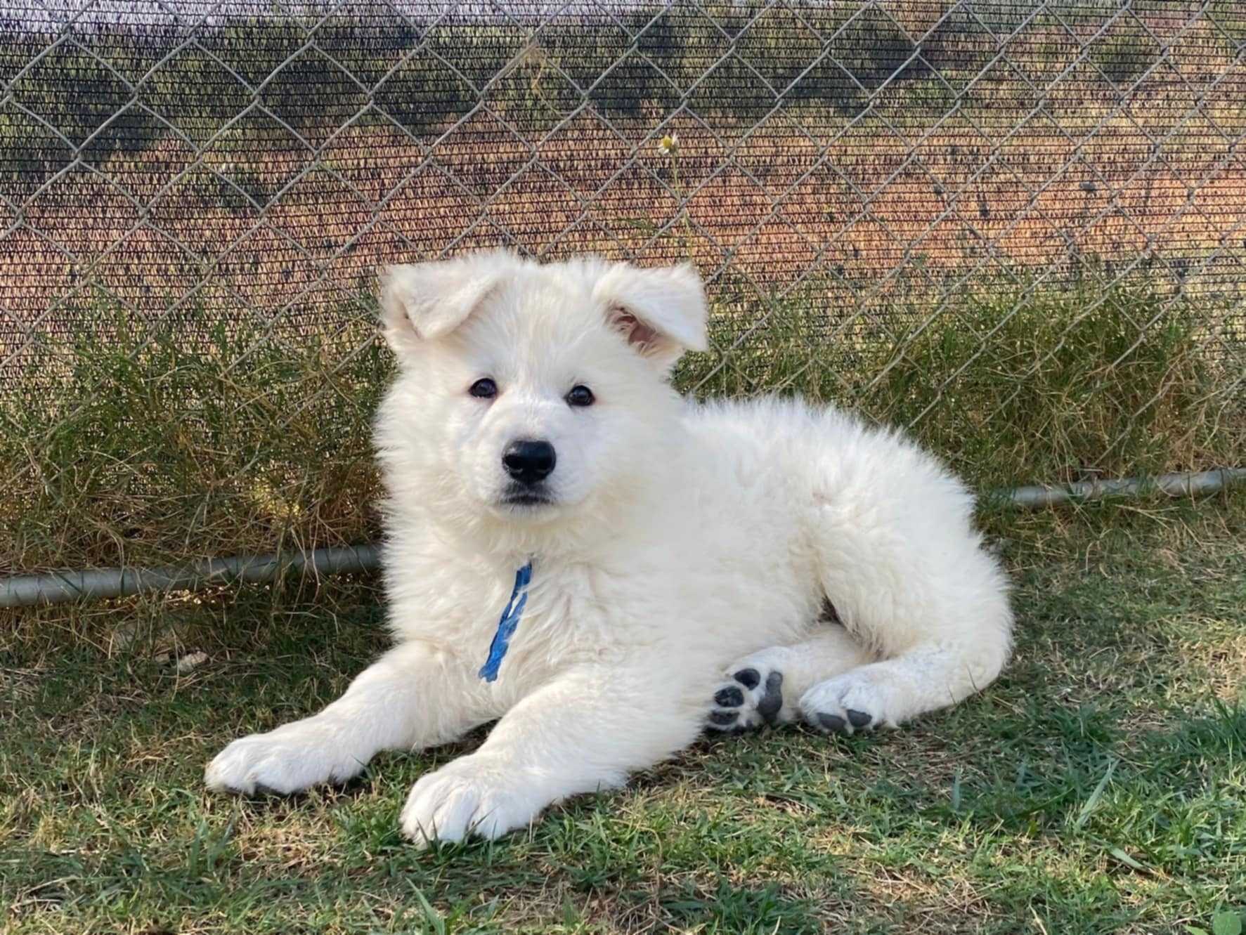 ครอก ลูกสุนัขสีน้ำเงิน