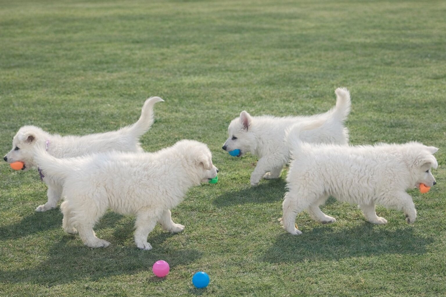 ลูกสุนัขครอก A รูปที่ 1