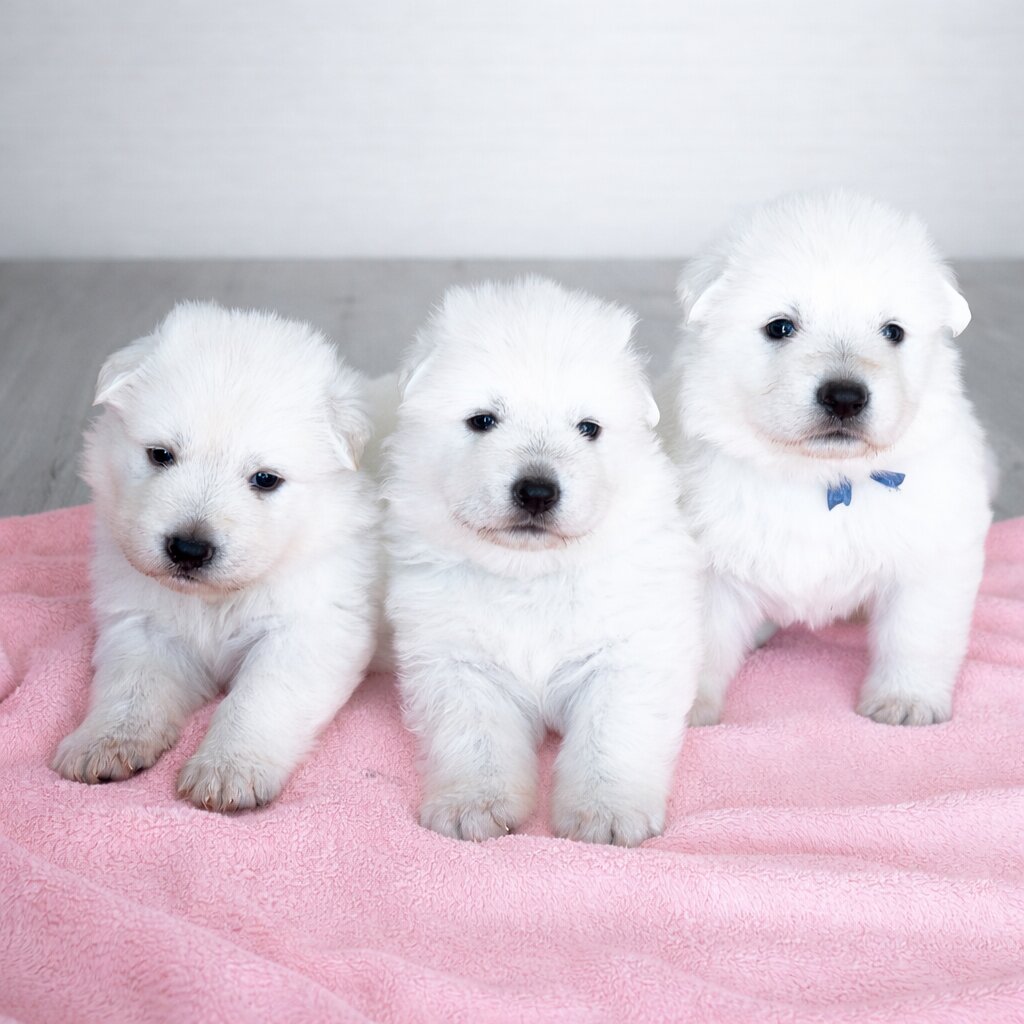 ลูกสุนัขครอก A รูปที่ 2