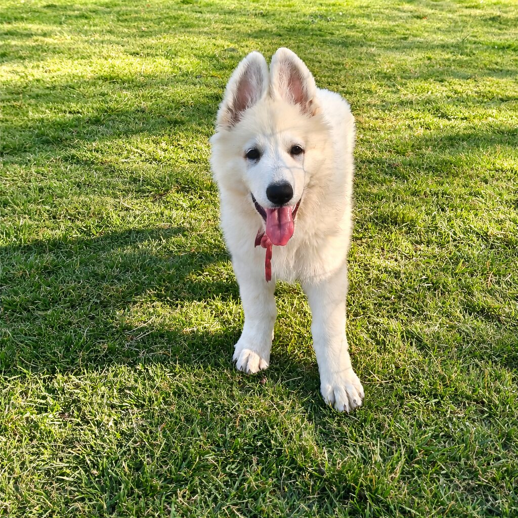 ครอกลูกสุนัข ภาพถ่าย 3