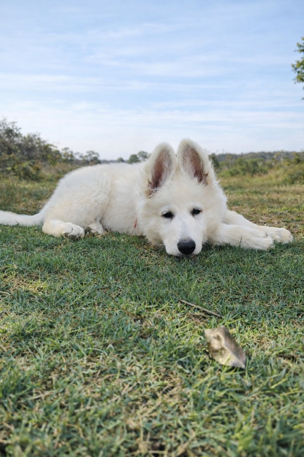 ครอกลูกสุนัข ภาพถ่าย 4