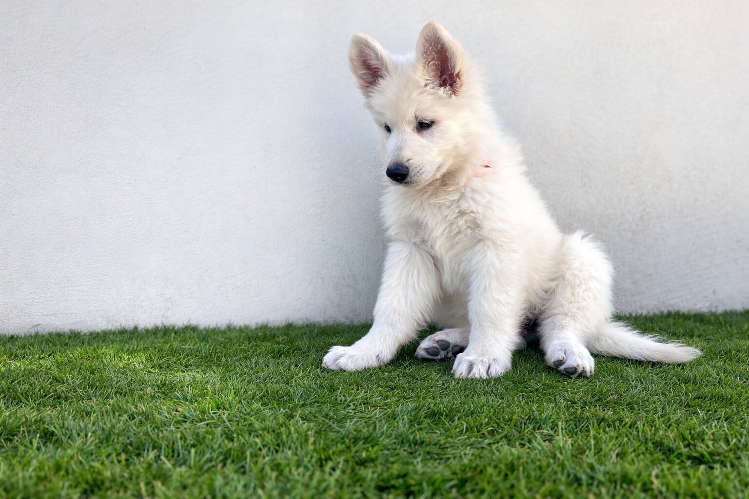 ครอกลูกสุนัข ภาพถ่าย 5