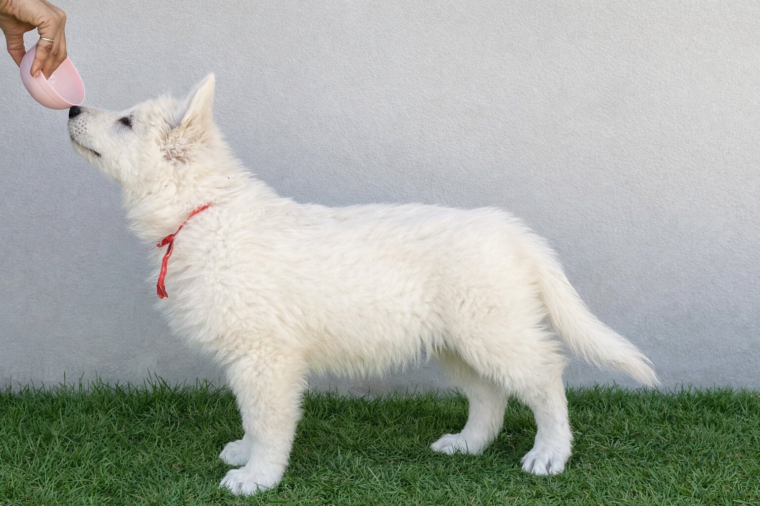 ครอกลูกสุนัข ภาพถ่าย 6