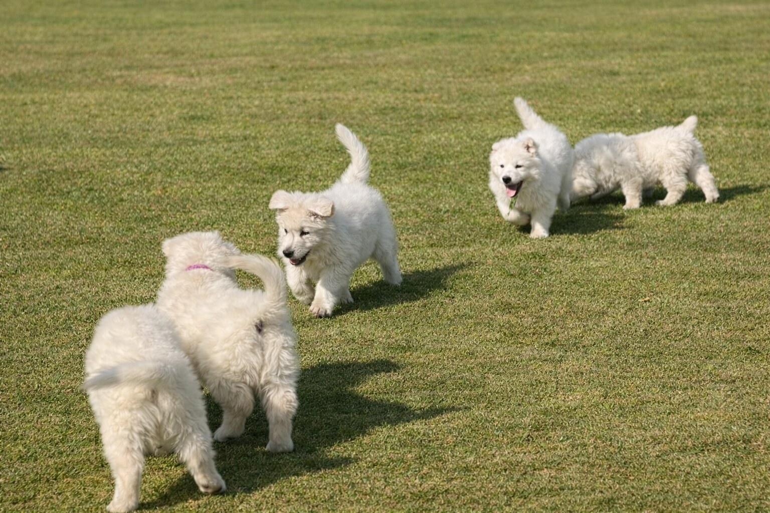 ครอกลูกสุนัข ภาพถ่าย 8