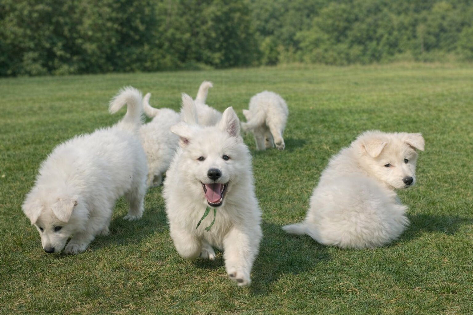 ครอกลูกสุนัข ภาพถ่าย 9