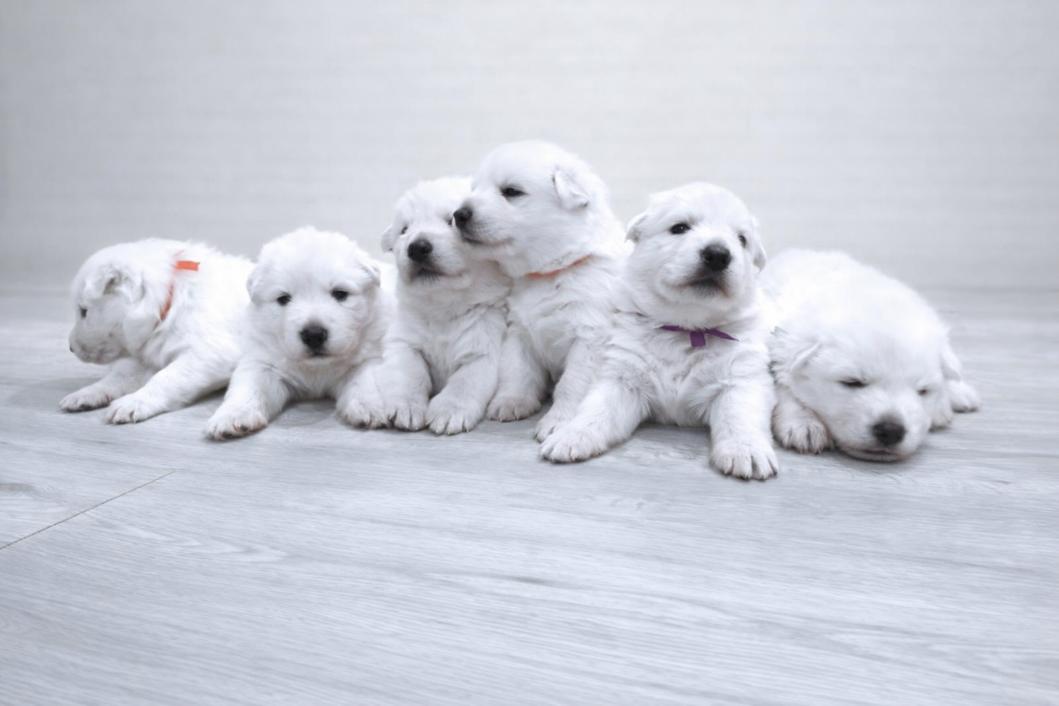 ครอกลูกสุนัขรูปถ่าย 10