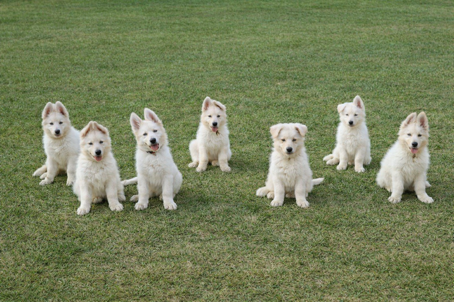 รูปลูกสุนัขครอก A 11