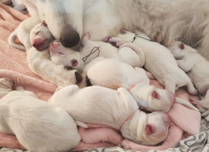 ลูกสุนัขครอกบี