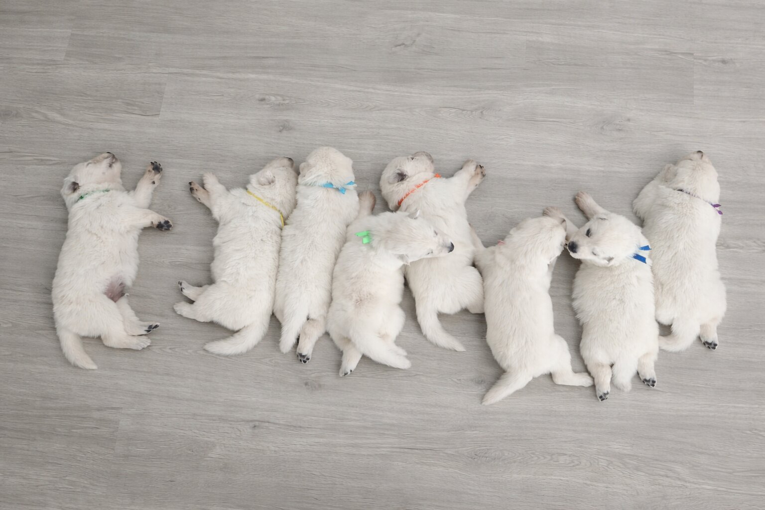 ลูกสุนัขครอก B รูปที่ 2